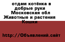 отдам котёнка в добрые руки - Московская обл. Животные и растения » Кошки   